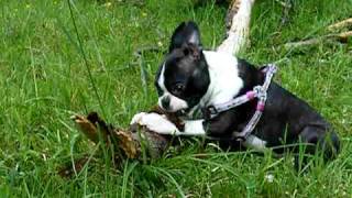 Бостон - терьер в роли бобра - The Beaver Boston Terrier