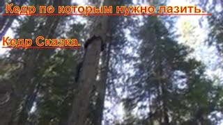 Кедр.  Кедр по которым нужно лазить.  Кедр Сказка.