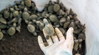 Baby SEA TURTLE CONSERVATION IN COSTA RICA
