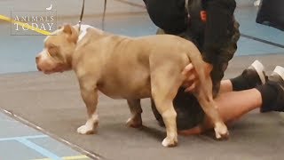 Ontuchtige handelingen met honden - Euro Bull Expo Holland 2019 - Animals Today