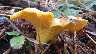 Belle cueillette de chanterelles in live