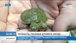 Екібасты тасбақа дүниеге келді