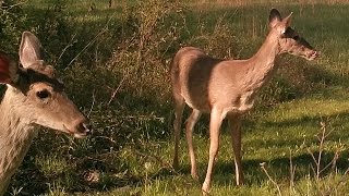 Candid Deer Cam | 04-12-2017 to 04-19-2017