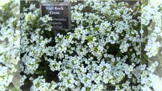 Арабис (Arabis)