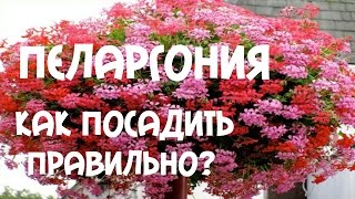 Пеларгония ампельная. Как посадить правильно?