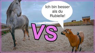 PFERD VS SCHAF - crazy Challenge mit Rubielle & Sheepy, dem Stallschaf