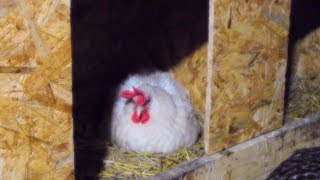 КУРЫ НЕСУТСЯ? ДАЖЕ КОГДА СОВСЕМ ХОЛОДНО⛄! МЫ КОРМИМ ТОЛЬКО ЗЕРНОМ?Пробиотики для птиц.