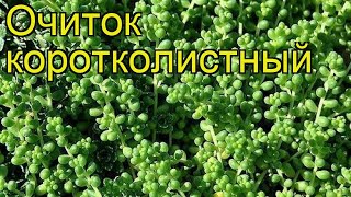 Очиток коротколистный. Краткий обзор, описание характеристик, где купить саженцы