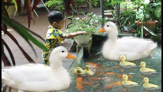 MINMIN TV - Bé Minh và những chú vịt ngộ nghĩnh