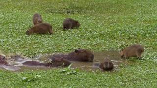 fauna brasileira sertaneja CAPIVARAS CHUVA animais selvagens roedores silvestres pantanal brazilian