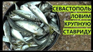 Крым. В Севастополе косяки крупной ставриды