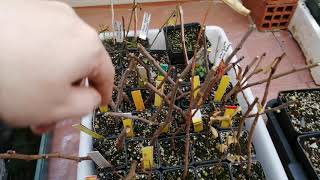 Sembrando el Futuro bonsai Carnizonaplant