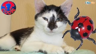 Жук Божья Коровка! Ярослава и Котенок Барсик - Игрушки для детей Unboxing Radio Control Toys