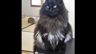 もふもふ猫を“お任せカット”でお願いした結果…。カット後の姿に爆笑！Funny cat♡