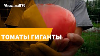 ? ТОМАТЫ ГИГАНТЫ семена 2019 ✔️ Уход за томатами ✔️ Томаты от Планета Агро