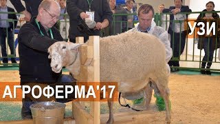 Мастер класс "Узи диагностика МРС". Выставка АгроФерма-2017