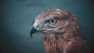 О НЕБО! Денис Зиновьев