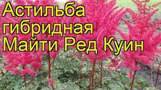 Астильба гибридная Майти Ред Куин. Краткий обзор, описание astilbe hybrida Mighty Red Quin