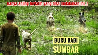 SERU!! BEGINI CARA ORANG SUMBAR BERBURU HAMA BABI HUTAN