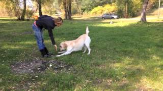 Мой дрессированный лабрадор / my labrador
