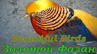 Beautiful birds : Golden pheasant ЗОЛОТОЙ ФАЗАН.