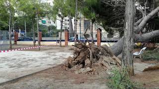 Reportatge arbres històrics de Vilanova