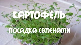 Картофель Посадка картофеля Супер-элит семенами легко и просто