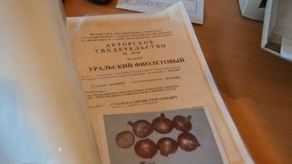 Сузан В. Г., автор более 60 сортов лука и чеснока. О себе, о работе, об учителях