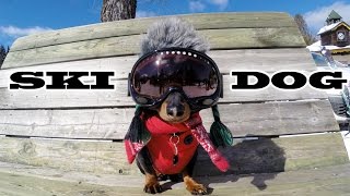 "SKI DOG" - Crusoe the Wiener Dog Loves Skiing