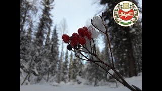 Верховье реки Абакан - зимняя рыбалка, Хакасия январь 2019