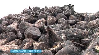 Крупнейшие производители сахарной свёклы в республике могут оказаться на грани банкротства