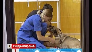 В Україні почастішали випадки отруєння собак