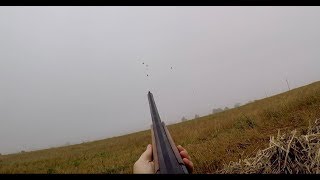 Охота на вяхиря (лесного голубя) с муляжами 2018