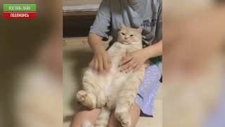 ПОШЛАЯ ПОДБОРКА ПРИКОЛОВ (18+) - Лучшие приколы, Прикол Coub Compilation, Funny videos, Fail, Jokes