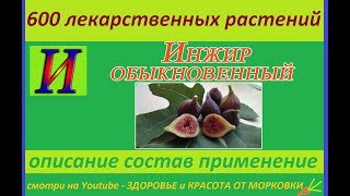 инжир обыкновенный 600 лекарственных растений