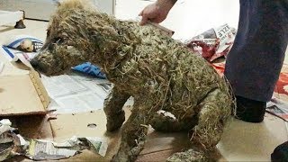 Дети облили щенка промышленным клеем и бросили умирать на улице