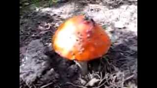 Красные мухоморы (Amanita muscaria). Лечебные свойства мухомора красного
