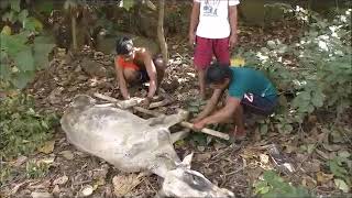 Villagers Salvaging A Crippled Cow Just In Time Needs To Be Alive For Slaughter House