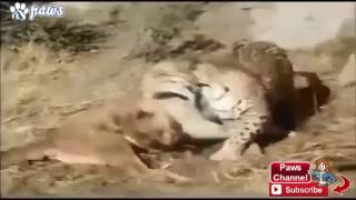 Тигр УБИВАЕТ Пит БУЛЯ!!! ШОК!!! Ягуар против ПУМЫ!!! A tiger KILLS a pit BULL!!! SHOCK!!!
