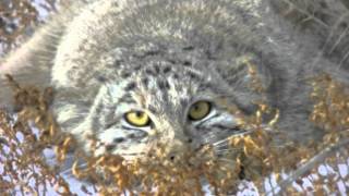 WildCat - Манул/Manul