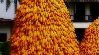 Как косить стебли кукурузы мотокосой