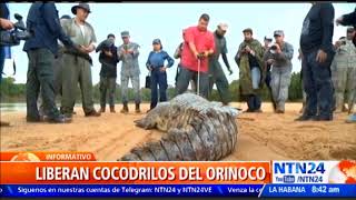 Al oeste de Colombia fueron liberados 15 cocodrilos del Orinoco, animal originario del país
