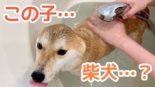 【アザラシ速報】シャンプーと聞いて顔色が変わる柴犬こてつ君！！