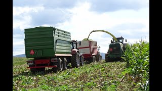 KISZONKA Z KUKURYDZY 2019 NA 2 GOSPODARSTWA | CORN SILAGE |