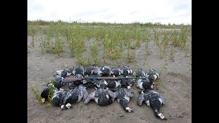 Новая охота на гуся. Казарка. Goose Hunting.