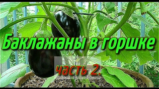 Баклажаны в горшке(часть-2).Баклажаны выращивание в горшке зимой в теплице.