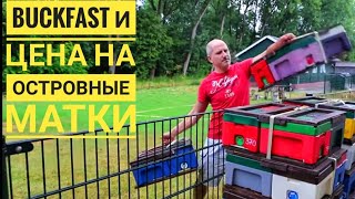 Голландия: анализ облета на острове #Амеланд и цена островных маток #Бакфаст
