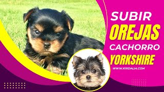 Cómo arreglar y ayudar a subir las orejas del cachorro Yorkshire