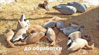 Как покрасить чучела белолобых гусей