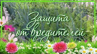 ?+? Смешанные посадки лука и моркови / Защита от вредителей